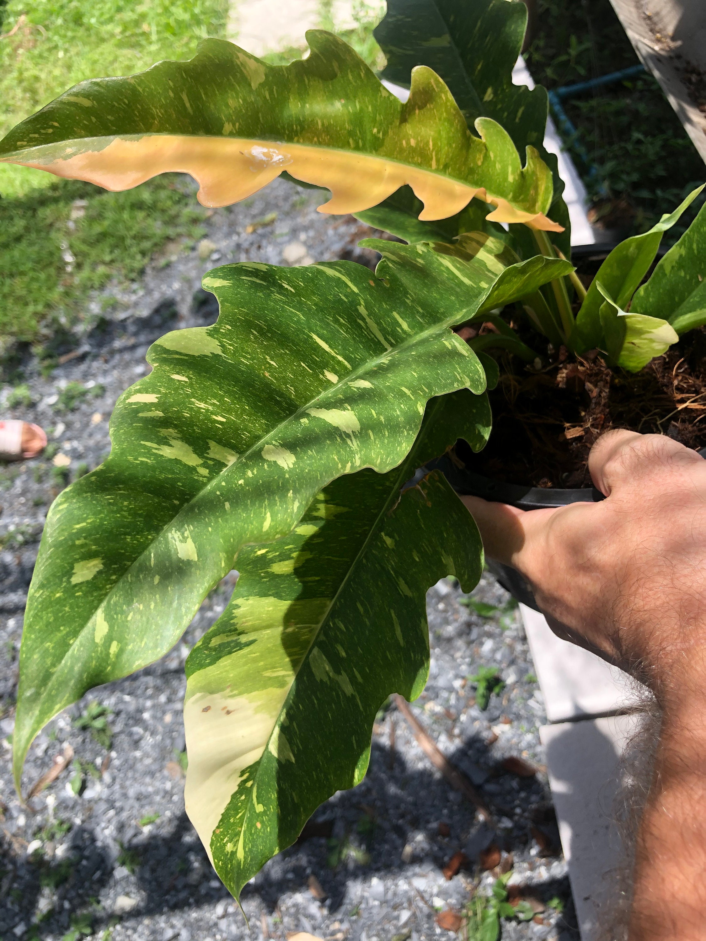 Very Rare Philodendron Ring of Fire Variegata Etsy UK