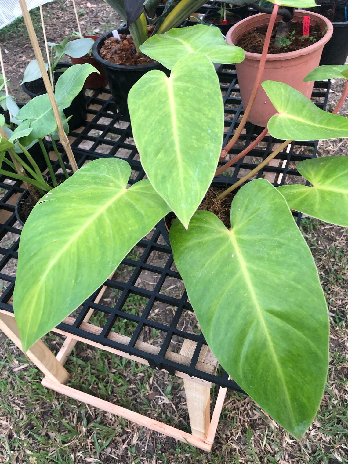 Very Rare Large Philodendron Painted Lady | Etsy