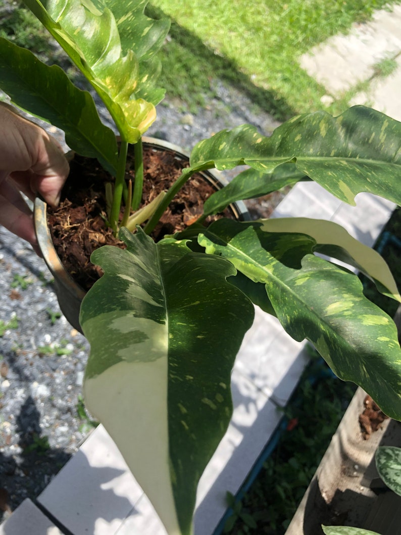 Very Rare Philodendron Ring of Fire Variegata Large Size Etsy