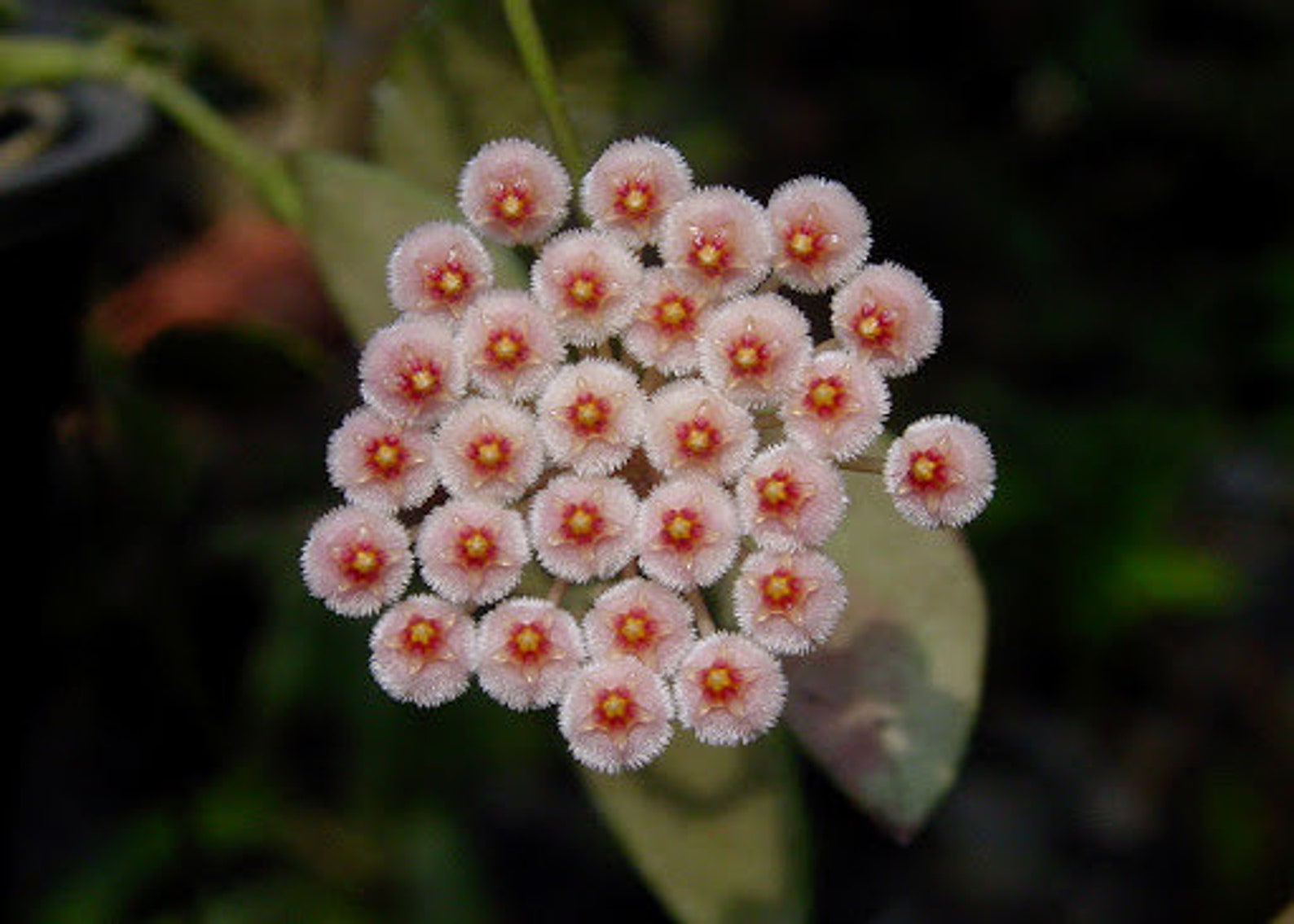 Хойя-Hoya sipitangensis