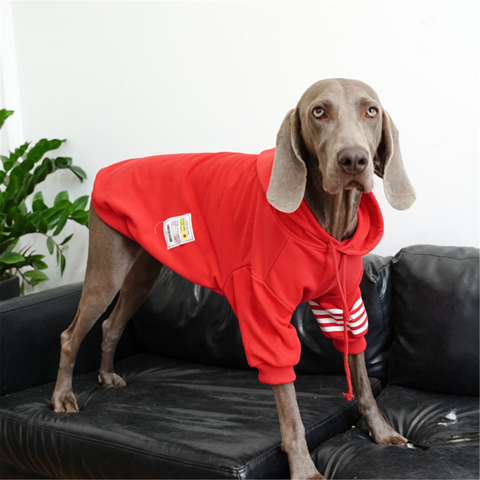 Big Dog Hoodies Sweatshirt Puppy Small Dog Clothes Winter Etsy