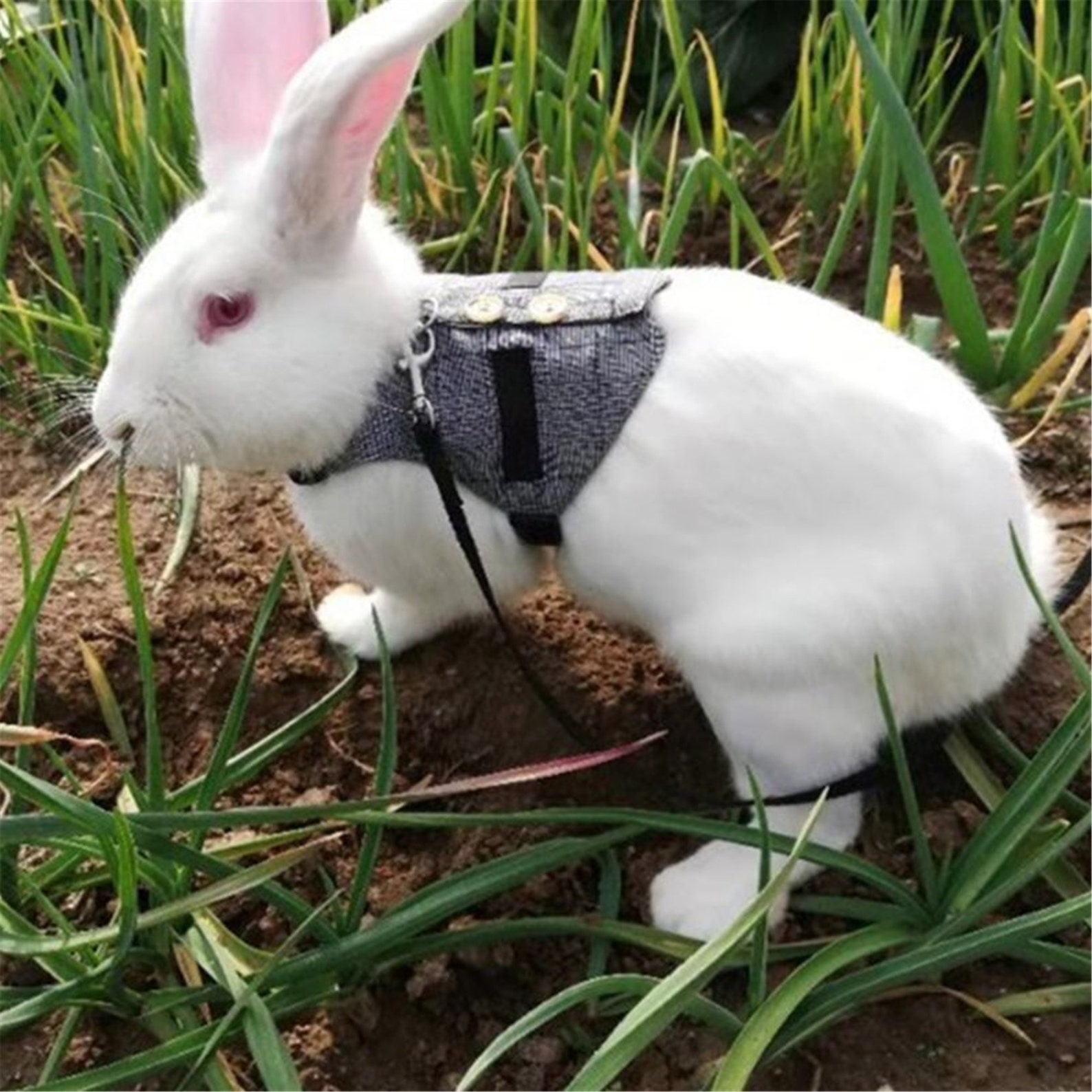 Multipurpose Rabbit Harness Small Pet Leash Chinchillas Guinea Etsy