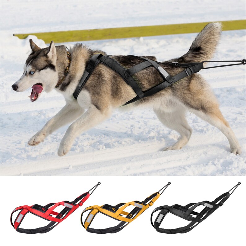 dog weight pulling sled