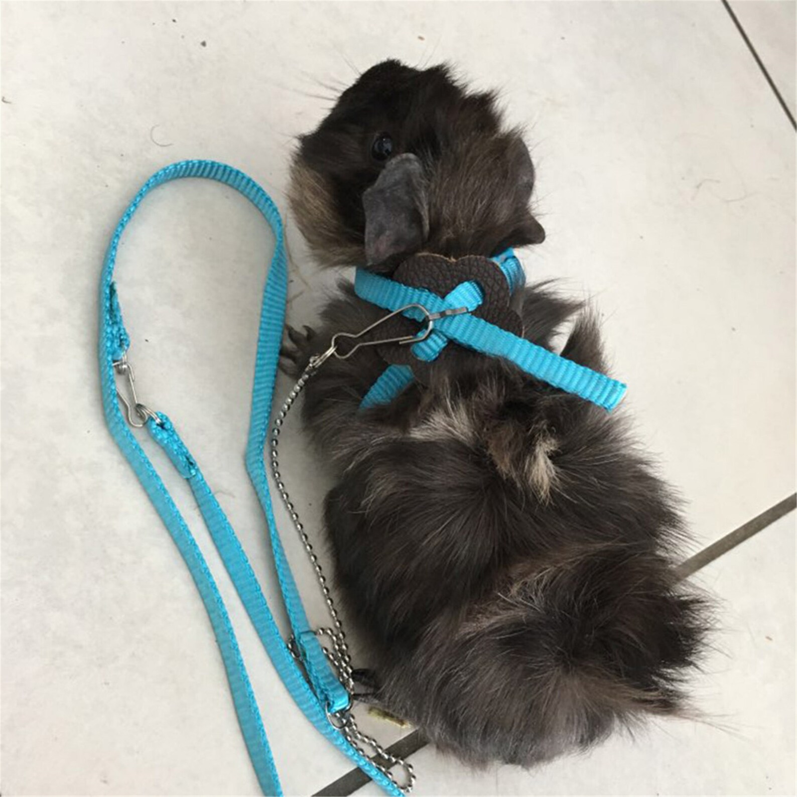 Nylon Pet Harness Leash For Hamster Adjustable Ferret Rat Etsy