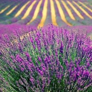 Organic Dried Lavender Buds Flower - Natural and Fragrant- Dried - Wedding Confetti Lavender Buds