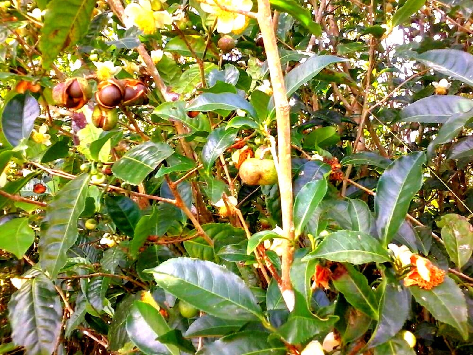 Camellia Sinensis Seeds/ Tea Plants Seeds/ Black Tea Seeds Etsy