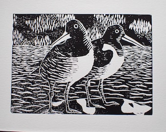 Lino Oystercatchers