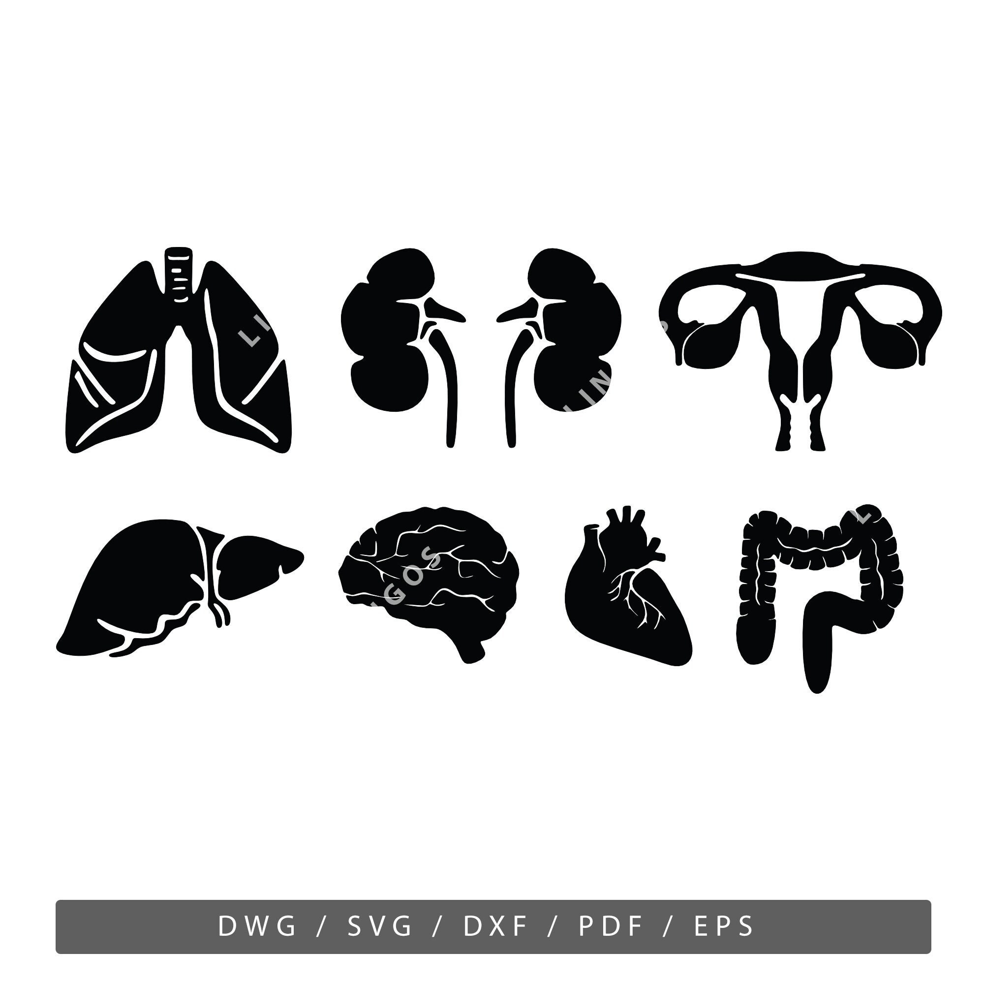 Human Organs SVG, Anatomy Vector, Organ Icons, Health PDF Human Organs SVG, Anatomy Vector, Organ Icons, Health PDF