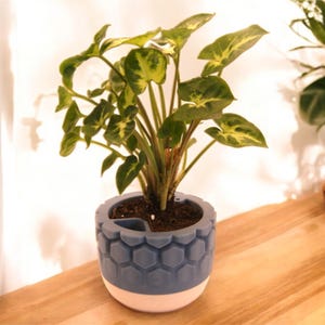 May include: A houseplant with green and yellow foliage in a blue and white hexagonal pot. The pot has a small tool holder. The plant pot is on a wooden surface. The background features a white curtain. The pot is approximately 15 cm in height.