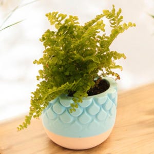 May include: A light blue ceramic planter with a textured design resembling scales, featuring a light pink base. A green fern plant is growing inside the planter.