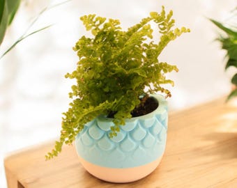 3D Printed Self Watering Plant Pot: Two-Tone Eco-Friendly Planter
