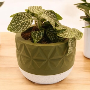 Puede incluir: Una maceta geométrica verde y blanca con una pequeña planta verde con vetas blancas en las hojas.