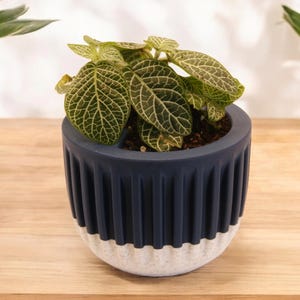 Peut inclure: Une petite plante verte avec des nervures vert clair sur les feuilles est en pot dans un pot bleu foncé et blanc avec un design côtelé.