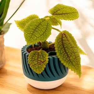 May include: A green and white self-watering planter with a leafy green plant inside. The planter has a unique design with a spiral pattern.