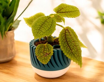 Two-Tone Self Watering Plant Pot: 3D Printed Twisted Fluting Planter