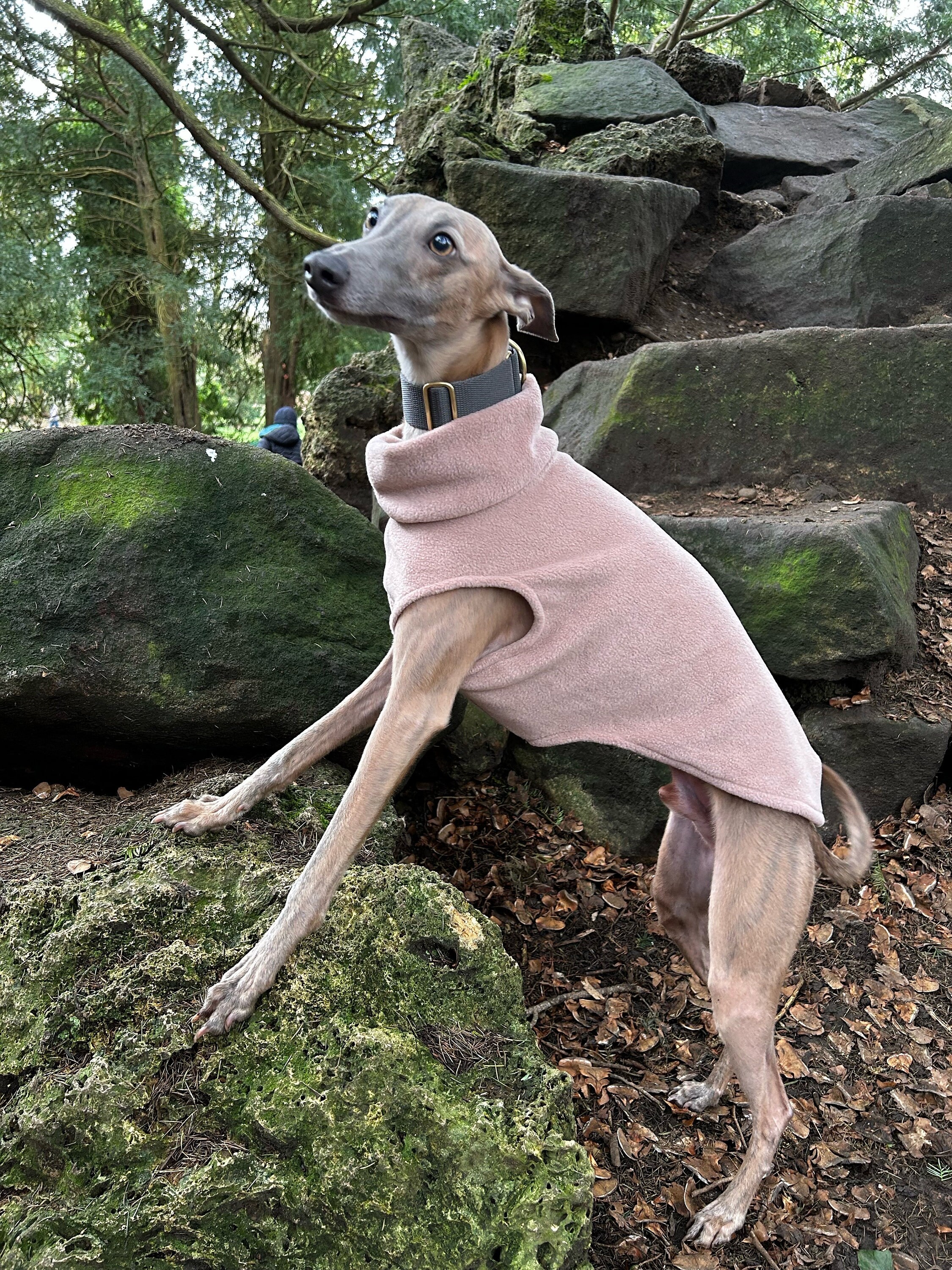 Preloved italian cheap greyhound