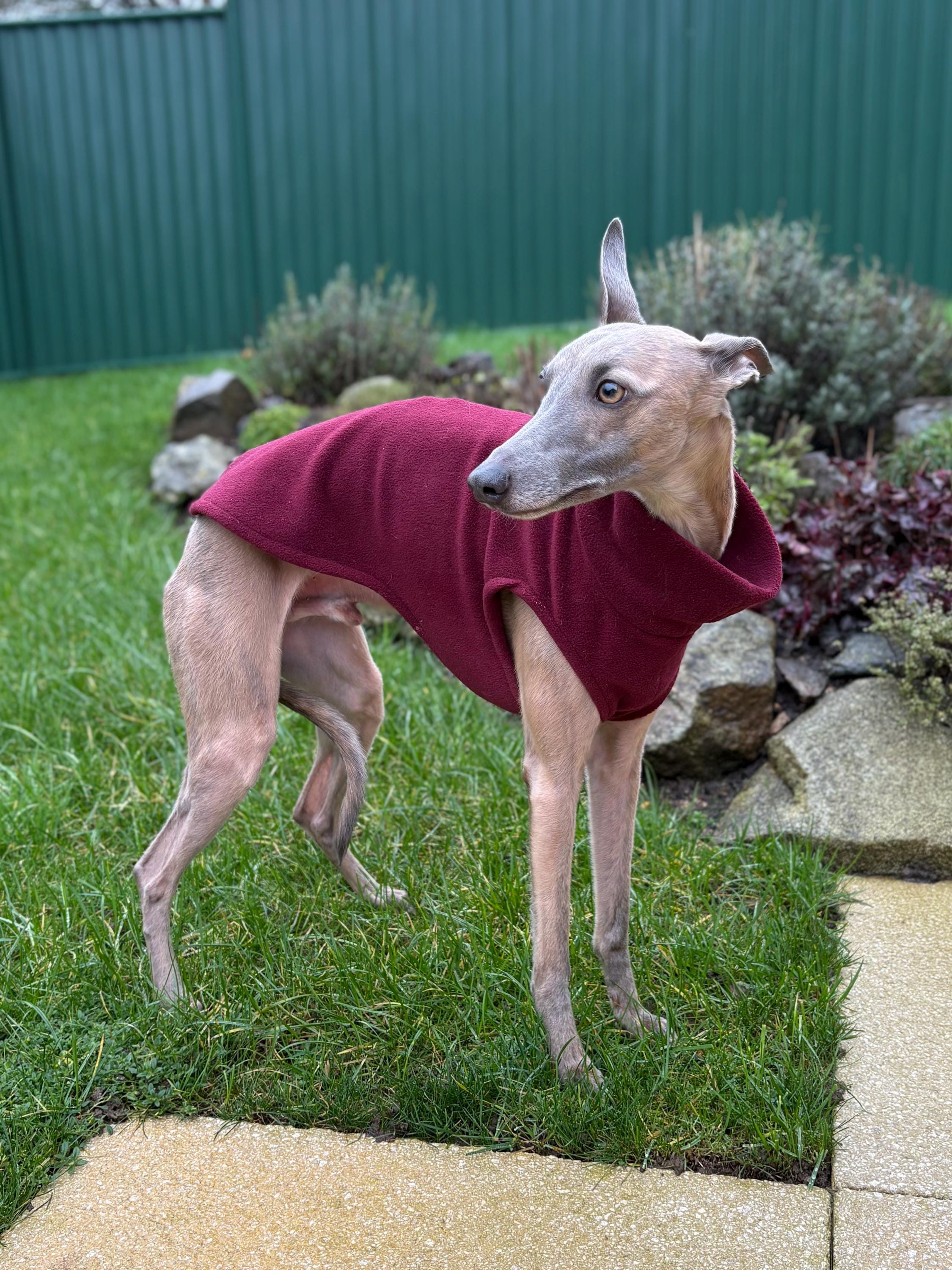 Custom Made Solid Color Pullover Fleece Coat For Whippet, Manchester Terrier, German Pinscher (Medium)