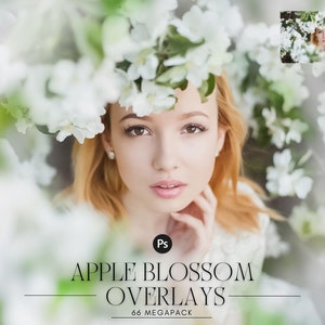 57 Apple tree blossom spring summer white branch overlays, painted photo layer, Blur Photo for Photographers, falling petals, png