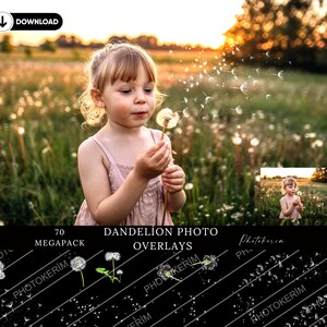 70 dandelion overlays：dandelion photoshop overlays，dandelion flower png，fairy overlays,dabdelion photo overlay.