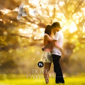 38 White Dove Photo Overlays: Wedding & Photoshop Clipart