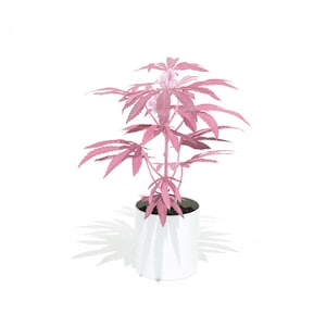 May include: A pink marijuana plant in a white pot. The plant has several leaves and is growing in a white pot.