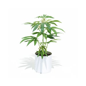 Fake Weed Nuggs Joke Gift Artificial Marijuana Cannabis Plants (1/2 oz.)