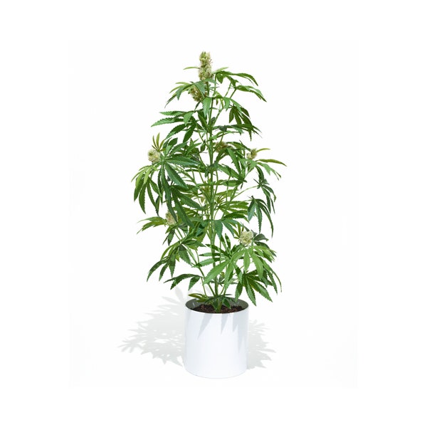 Artificial Cannabis Plant in Cylinder Container - 36"