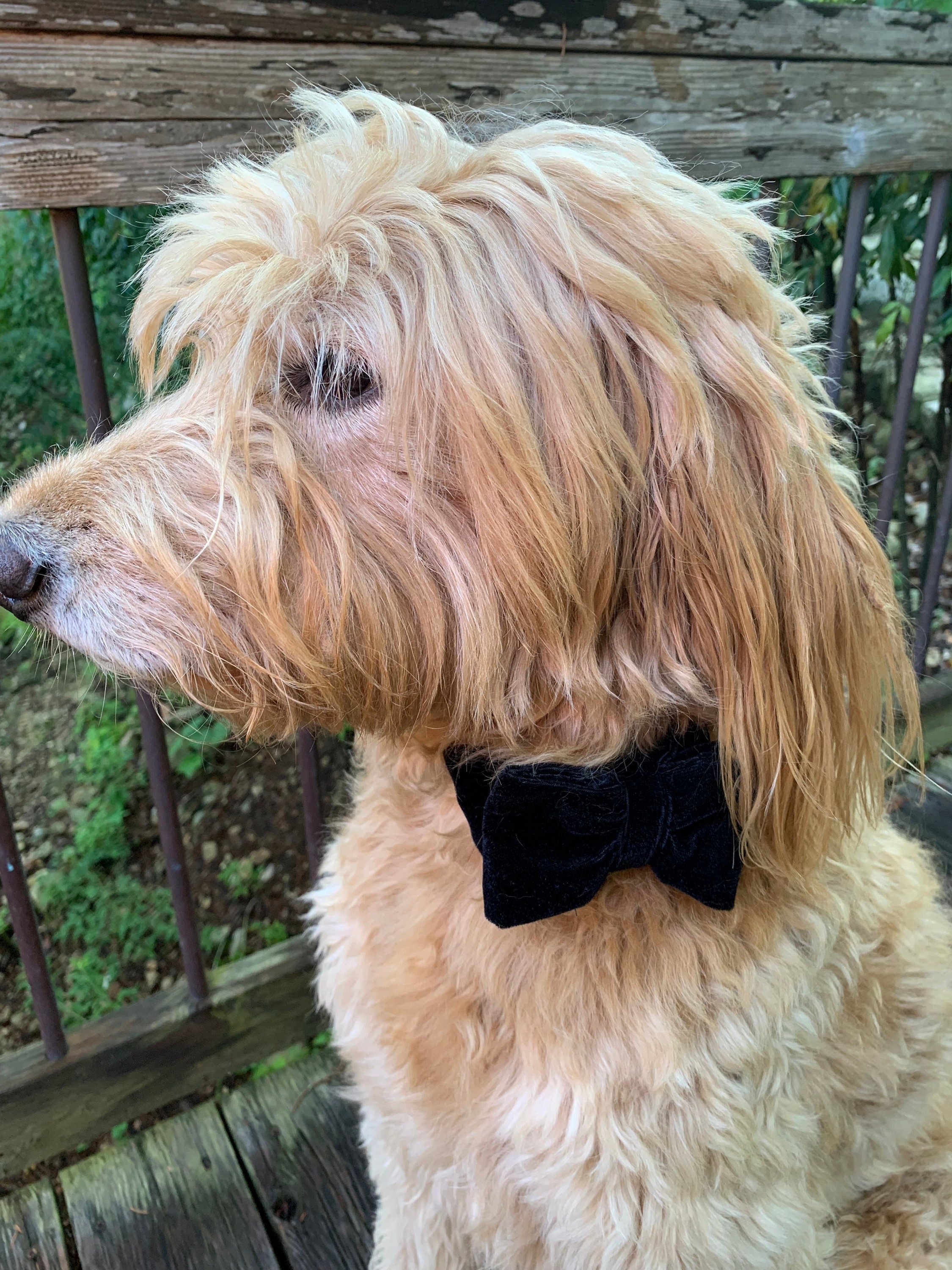 Removable Dog Bowtie - Etsy