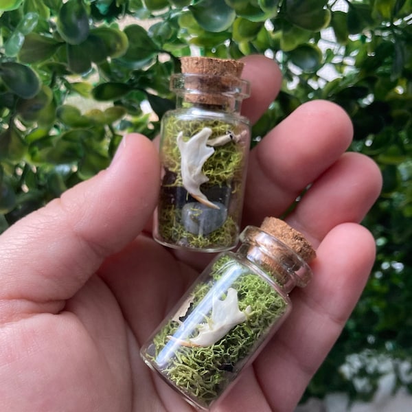 Moss + Labradorite Crystal Terrarium with Vole Rodent Jawbone - Oddity Terrarium Display - Oddity Decor - Ethically Sourced Vole Bones