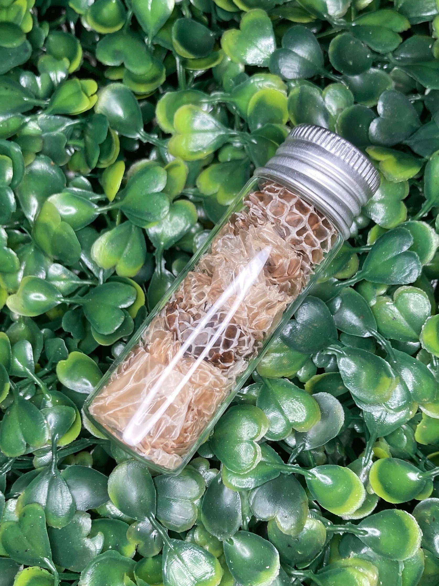 Snake Shed Supply Ethical Snake Shed Oddities Oddity Supply Snake Sked