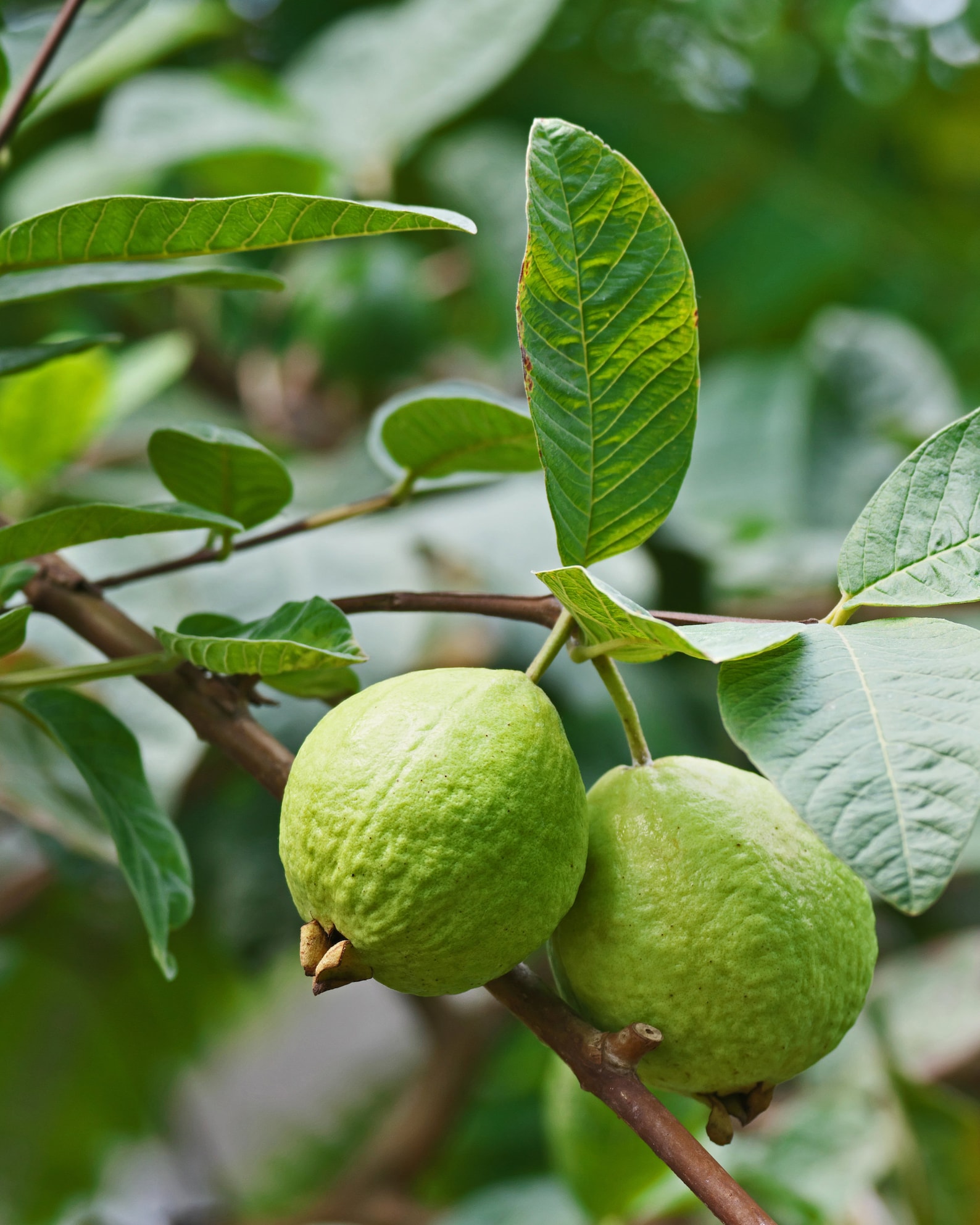 Hoja de guayaba / Hojas de guayaba secas frescas y limpias / Etsy España