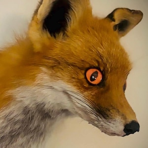 Haunted Items | Ancient Nine Tailed Kitsune | Dark Fox Spirit | Shapeshifting, Protection, Manifestation & Revenge