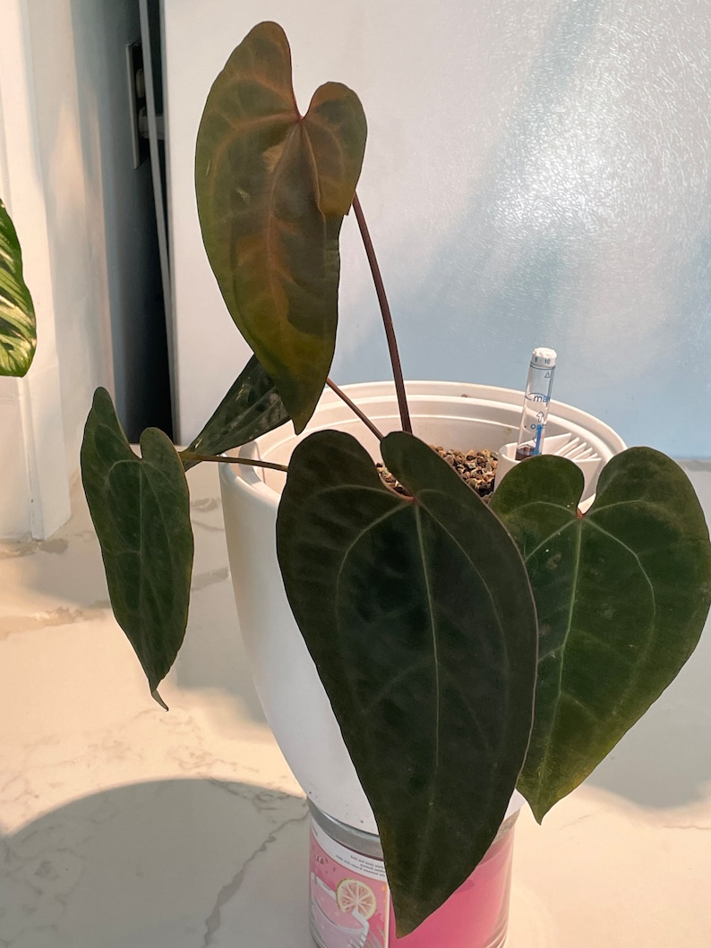 Anthurium Ace of Spadesdark Form Etsy Ireland