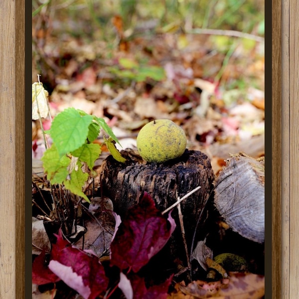 Black Walnut Meditating Photography Giclée Fine Art Print Leaves Forest Autumn Fall Minimalist Naturalist Earthy Earthtone Boho Rustic Decor