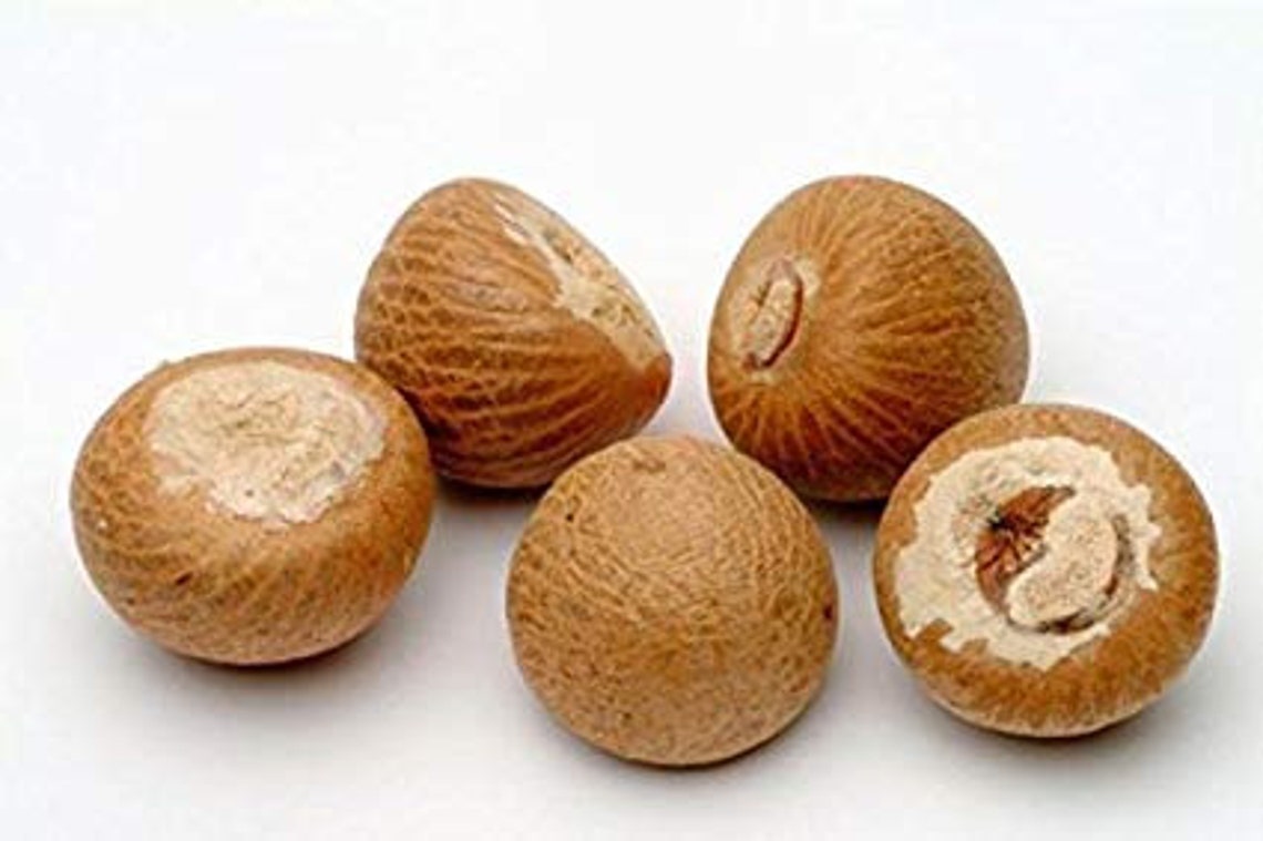 Srilanka Fresh Natural Dry Betel Nut Etsy