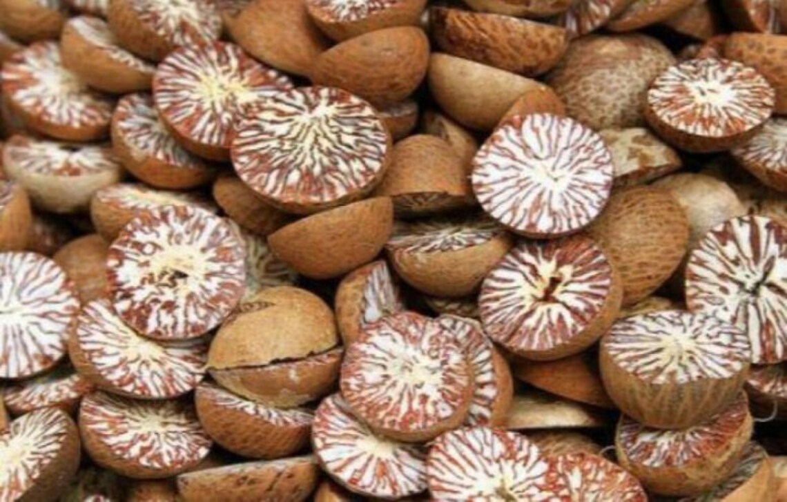 Srilanka Fresh Natural Dry Betel Nut Etsy