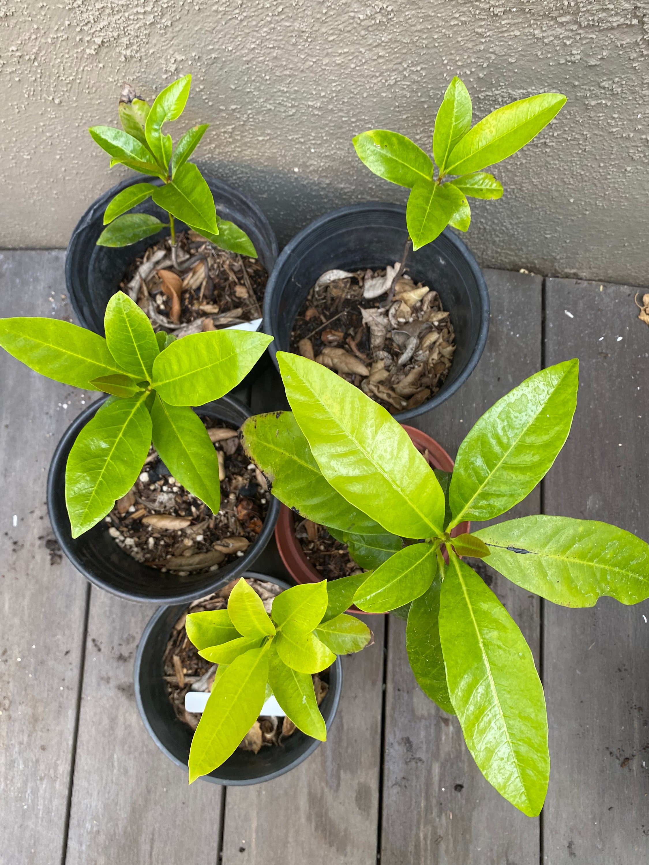 Chocolate Pudding Fruit Diospyros nigra Great tasting Etsy