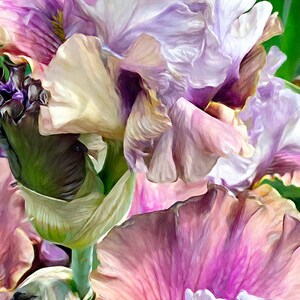 Könnte beinhalten: Nahaufnahme einer Gruppe von lila und rosa Irisblüten mit gekräuselten Blütenblättern. Die Blüten sind in voller Blüte und haben ein zartes, weiches Aussehen.
