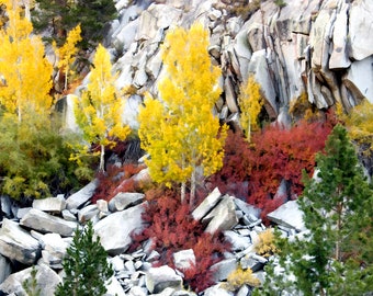 Golden fall aspens and granite in the Sierras.