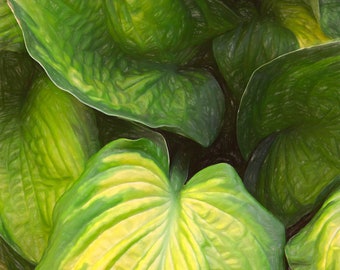 Alocasia Elephant ear plant on a cloudy day.