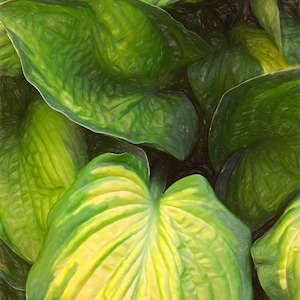 Alocasia Elephant ear plant on a cloudy day.