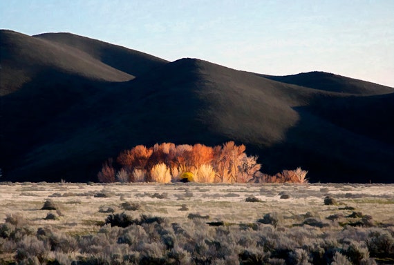 Stand of fall trees and hill in Eastern Oregon.