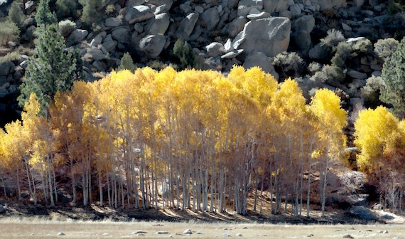 Fall aspens and boulders, Sierra Nevada, California.