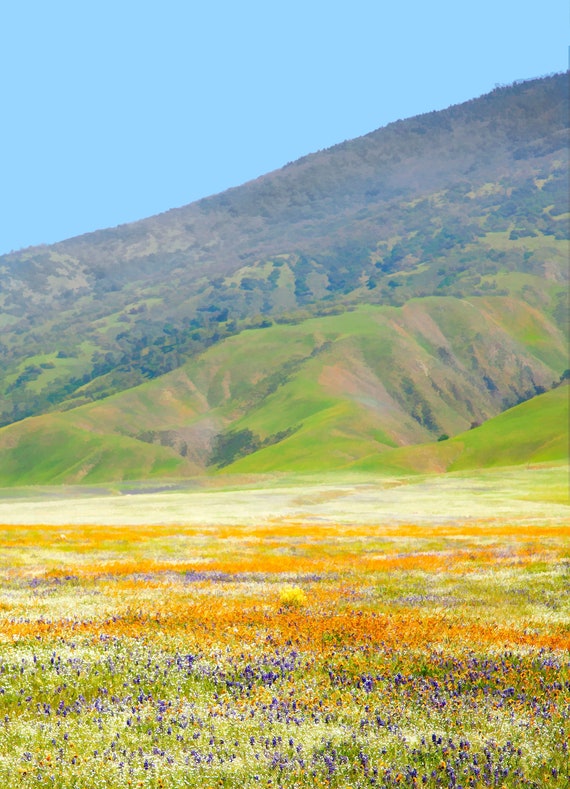 Poppies and lupin spring wildflowers in California meadow.
