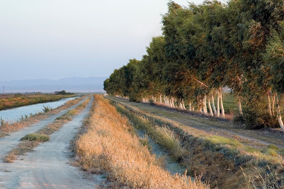 An irrigation canal, gravel road, and line of windbreak eucalyptus trees on a farm at sunset.