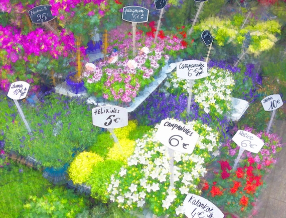 Photo of flowers for sale at street stall in Paris, France.