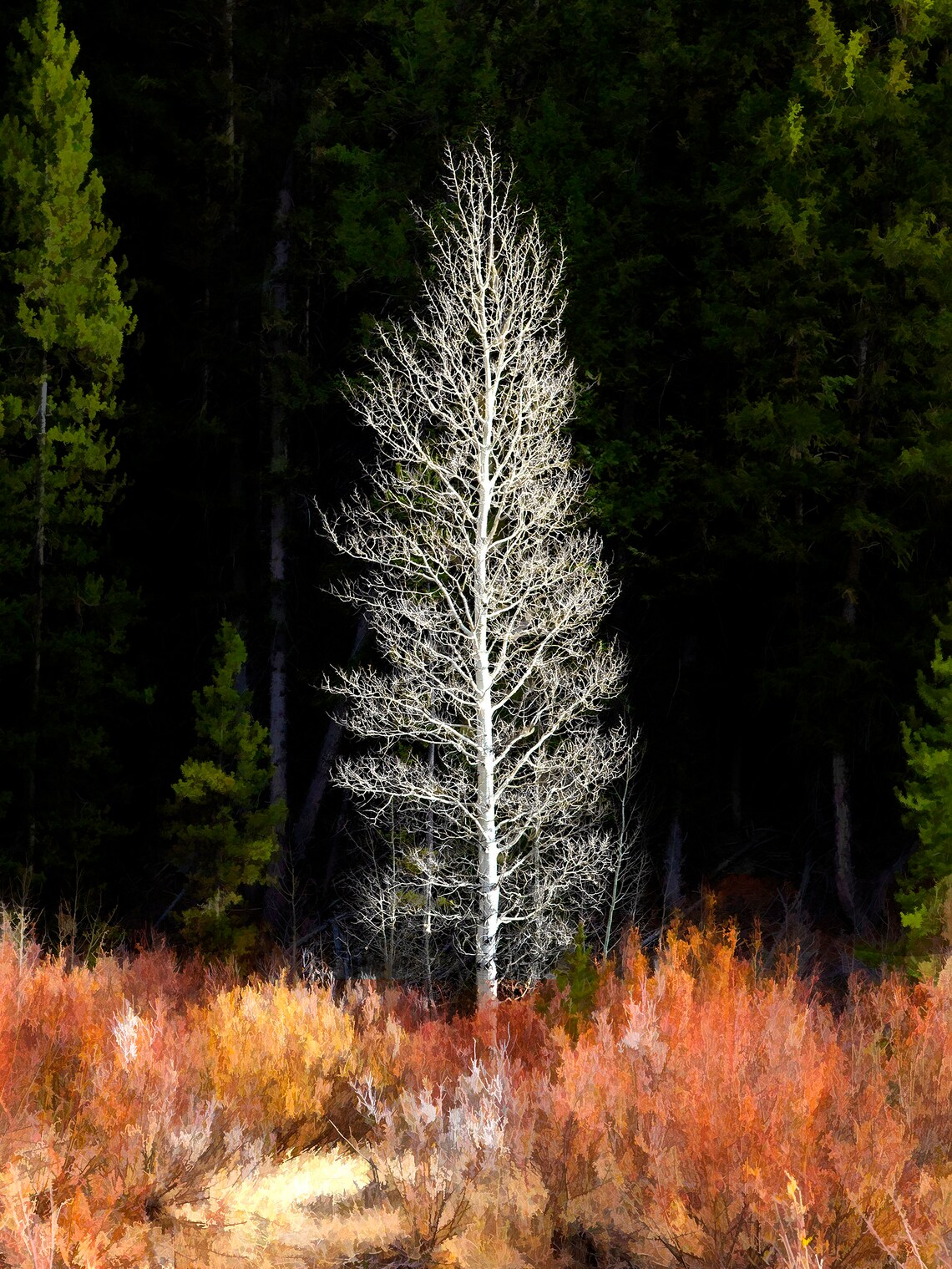 Dead Pine at the Edge of a Clearing in a Pine Forest. Etsy