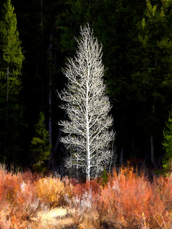 Dead pine at the edge of a clearing in a pine forest.