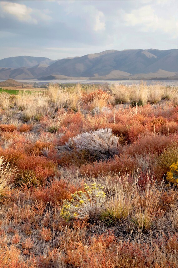 Fiery fall sagebrush in the Oregon High desert.