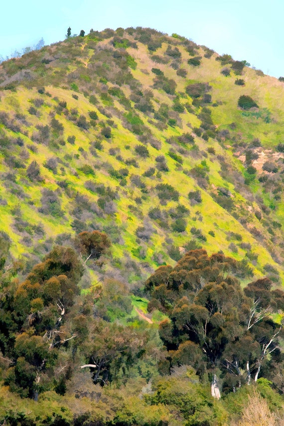 Beacon Hill in Griffith Parkin spring, Los Angeles